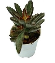 Kalanchoe Tomentosa Nigra Succulent Plants