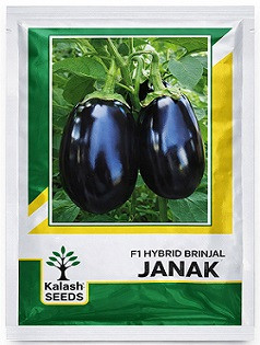 Kalash Seeds F1 Janak Hybrid Brinjal Seeds – 20g | High‑Yield Glossy Purple Variety
