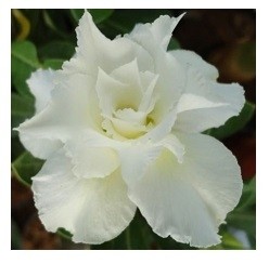 White Angel Adeniums Obesum Plants