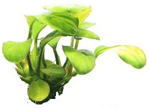 Lagenandra Keralensis