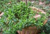 Lenophyllum Acutifolium Succulent Plants