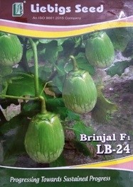 Liebigs Brinjal F1 LB24 Commercial Agriculture Seeds