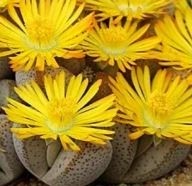 Lithops Aucampiaes Succulent Plants