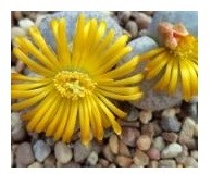 Lithops Pseudotruncatella Succulent Plants