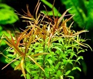 Ludwigia Arcuata