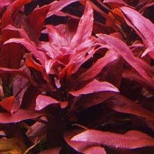 Ludwigia Glandulosa Dark Red