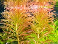 Ludwigia Inclinata Pantanal