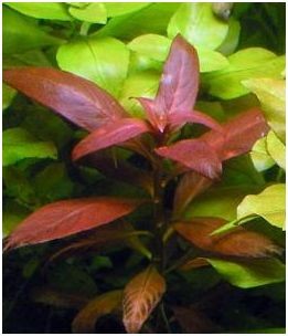 Ludwigia Peruensis