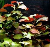 Ludwigia Repens 