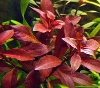 Ludwigia Repens Super Red 