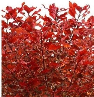 Ludwigia Repens Super Red