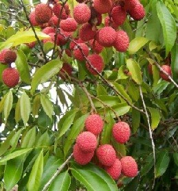 Lychee Live Indian Garden Plants