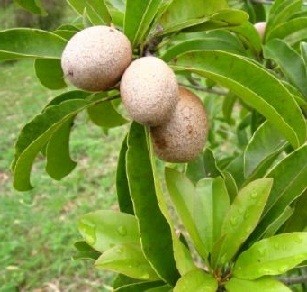 Manilkara Zapota Fruit Live Indian Garden Plants