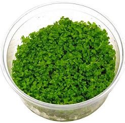 Micranthemum Umbrosum Monte Carlo Live Aquarium Plants Online Micranthemum Umbrosum Monte Carlo
