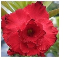 Red Double Petal Adenium Obesum Plant