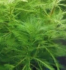 Myriophyllum Hippuroides