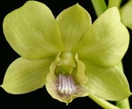 Dendrobium Orchids Plants DMB1360