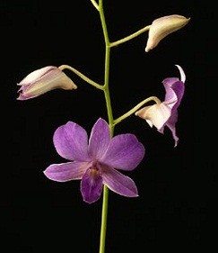 Dendrobium Orchids Plants DMB1371