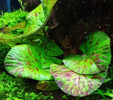 Nymphaea Tiger Lotus