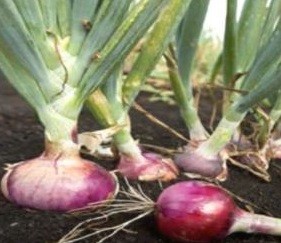 Onion Palam Lohit Red Seeds