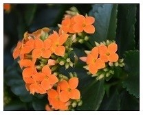 Orange Kalanchoe Succulent Plants