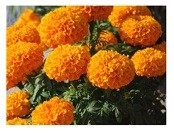 Orange Marigold Flowering Plants