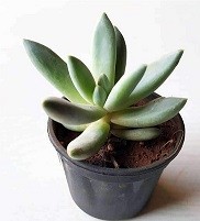 Pachyveria Bea Succulent Plants