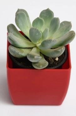 Pachyveria Clavata Succulent Plants 