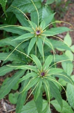 Paris Pollyphylla Live Indian Garden Plants