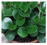 Peperomia Magnoliifolia Succulent Plants 