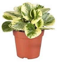 Peperomia Obtusifolia Variegated Succulent Plants