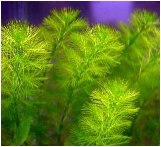 Myriophyllum Aquaticum 