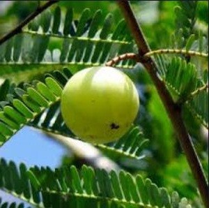 Phyllanthus Emblica Live Indian Garden Plants