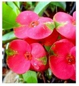 Pink Euphorbia Succulent Plants