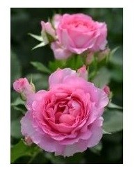 Pink Miniature Button Rose Flowering Plants