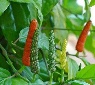 Piper Longum Live Indian Garden Plants