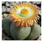 Pleiospilos Nelii Schwantes Succulent Plants