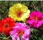 Portulaca Multicolor Succulent Plants