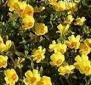 Yellow Portulaca Oleracea Succulent Plants