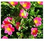 Pink Portulaca Oleracea Succulent Plants