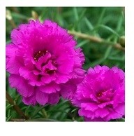 Pink Portulaca Succulent Plants 