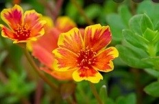 Portulaca Sunrise Succulent Plants