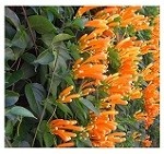Pyrostegia Venusta Flowering Plants