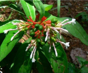 Rauvolfia Serpentina Live Indian Garden Plants