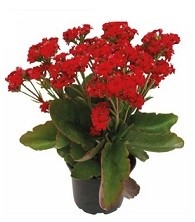 Red Kalanchoe Succulent Plants