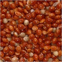Red Millet