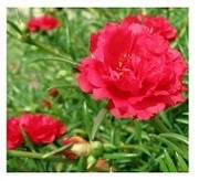 Red Portulaca Succulent Plants