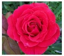 Rose Red Flowering Plants