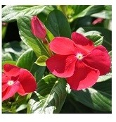 Red Vinca Flowering Plants