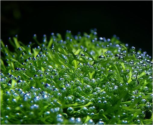 Riccia Fluitans Liverwort 